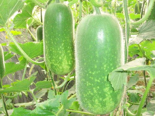 51今日吃瓜热门大瓜视频 今日吃瓜感悟,热门大瓜视频背后的感悟解析